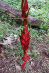 Heliconia magnifica